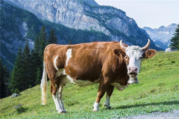 1973年属牛的是什么命