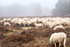 79年属羊的2023年运势运程每月运程