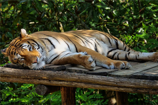 生肖虎取名的宜忌 名字大全 卜易居手机版